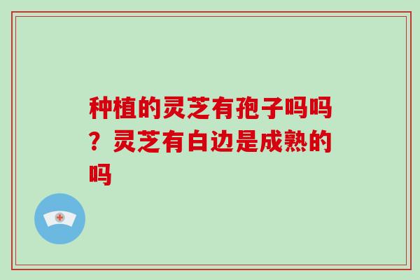 种植的灵芝有孢子吗吗?灵芝有白边是成熟的吗