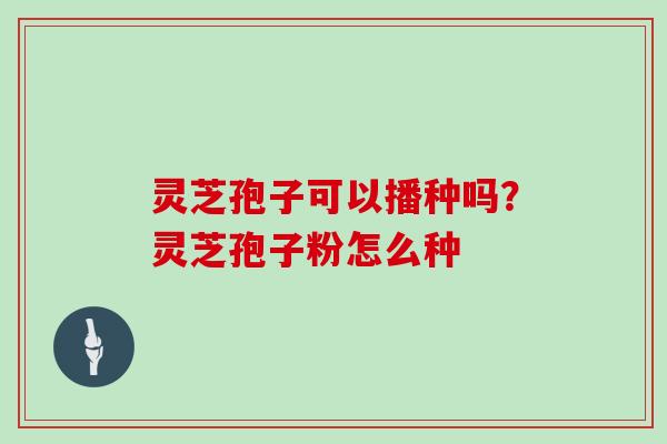灵芝孢子可以播种吗?灵芝孢子粉怎么种