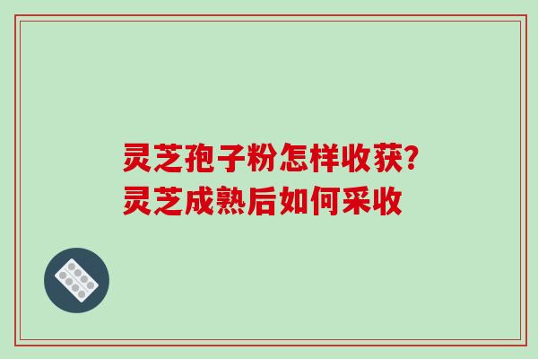 灵芝孢子粉怎样收获？灵芝成熟后如何采收