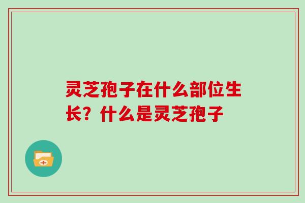 灵芝孢子在什么部位生长?什么是灵芝孢子