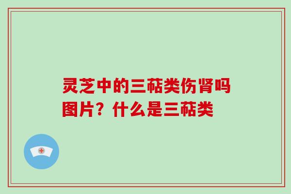 灵芝中的三萜类伤肾吗图片?什么是三萜类