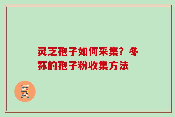 灵芝孢子如何采集?冬荪的孢子粉收集方法