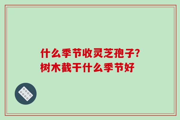 什么季节收灵芝孢子?树木截干什么季节好