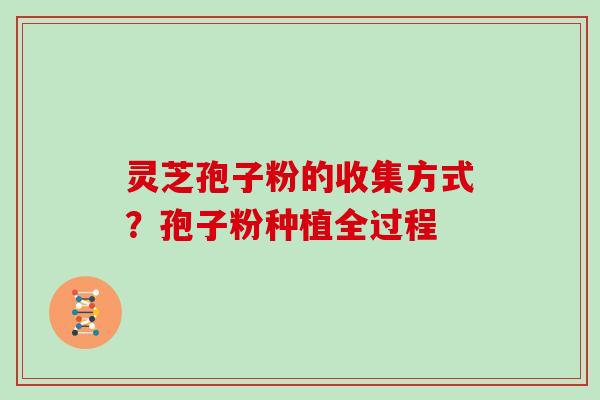 灵芝孢子粉的收集方式？孢子粉种植全过程