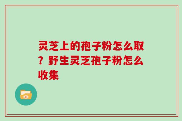 灵芝上的孢子粉怎么取?野生灵芝孢子粉怎么收集
