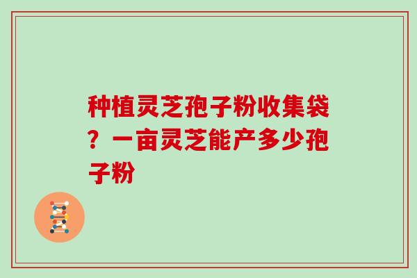 种植灵芝孢子粉收集袋？一亩灵芝能产多少孢子粉