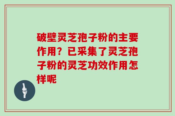 破壁灵芝孢子粉的主要作用？已采集了灵芝孢子粉的灵芝功效作用怎样呢