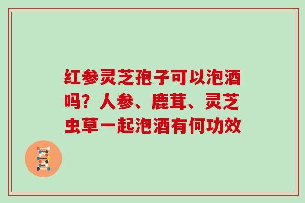 红参灵芝孢子可以泡酒吗?人参、鹿茸、灵芝虫草一起泡酒有何功效
