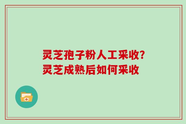 灵芝孢子粉人工采收?灵芝成熟后如何采收