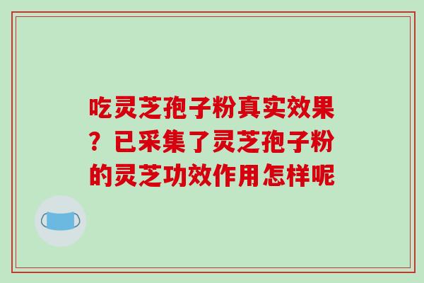 吃灵芝孢子粉真实效果?已采集了灵芝孢子粉的灵芝功效作用怎样呢