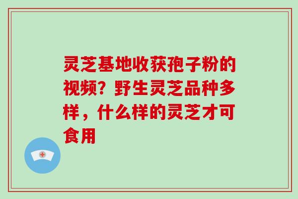 灵芝基地收获孢子粉的视频？野生灵芝品种多样，什么样的灵芝才可食用