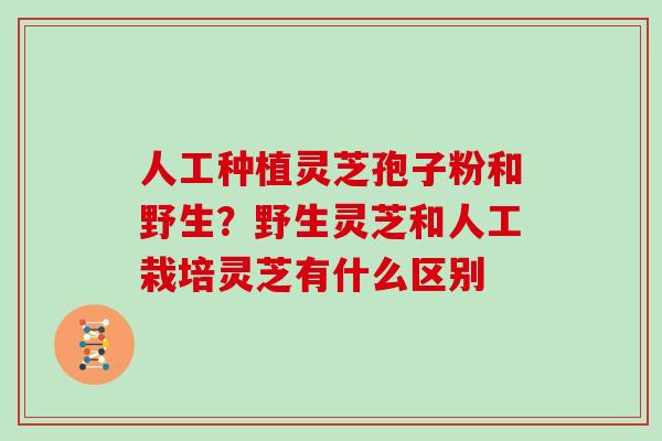 人工种植灵芝孢子粉和野生?野生灵芝和人工栽培灵芝有什么区别