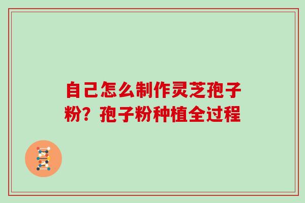 自己怎么制作灵芝孢子粉?孢子粉种植全过程