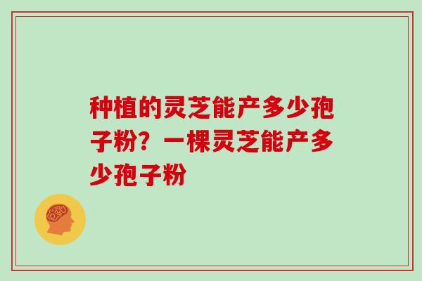 种植的灵芝能产多少孢子粉?一棵灵芝能产多少孢子粉