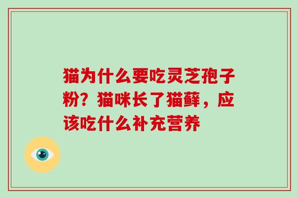 猫为什么要吃灵芝孢子粉?猫咪长了猫藓,应该吃什么补充营养
