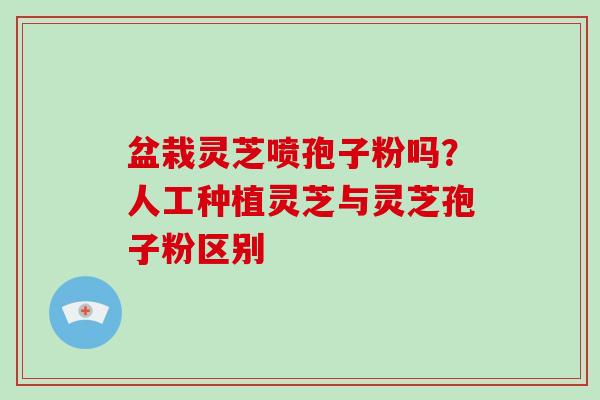 盆栽灵芝喷孢子粉吗?人工种植灵芝与灵芝孢子粉区别