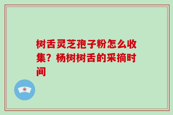 树舌灵芝孢子粉怎么收集?杨树树舌的采摘时间