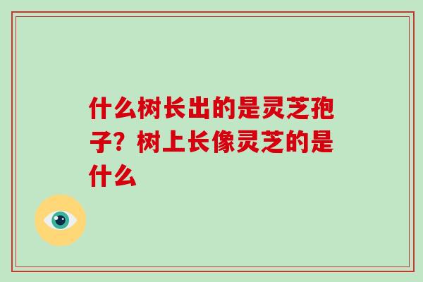 什么树长出的是灵芝孢子?树上长像灵芝的是什么
