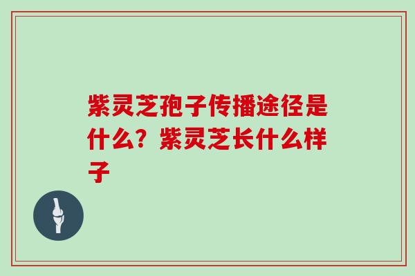 紫灵芝孢子传播途径是什么？紫灵芝长什么样子