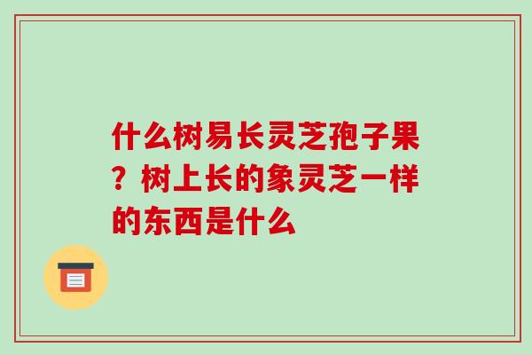 什么树易长灵芝孢子果？树上长的象灵芝一样的东西是什么