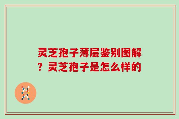 灵芝孢子薄层鉴别图解?灵芝孢子是怎么样的
