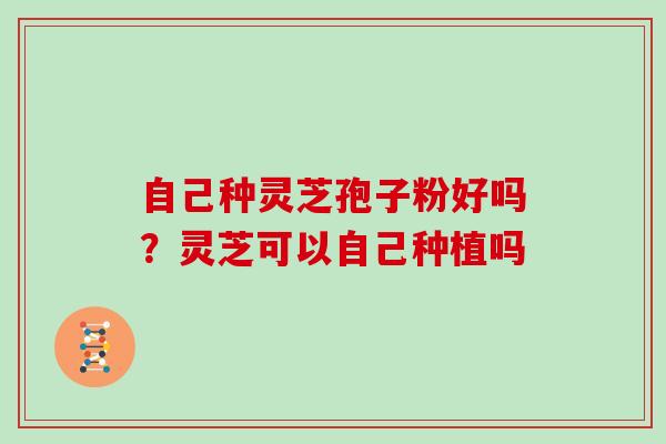 自己种灵芝孢子粉好吗?灵芝可以自己种植吗