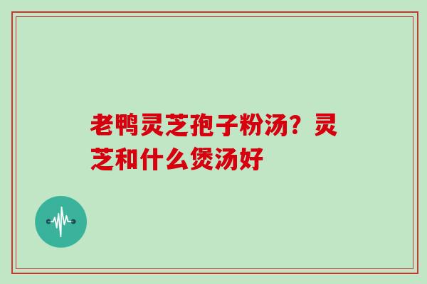 老鸭灵芝孢子粉汤？灵芝和什么煲汤好
