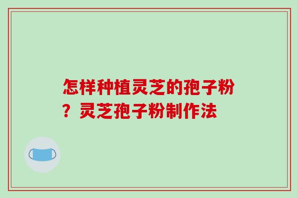 怎样种植灵芝的孢子粉?灵芝孢子粉制作法