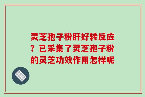 灵芝孢子粉肝好转反应?已采集了灵芝孢子粉的灵芝功效作用怎样呢