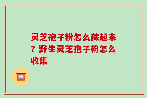 灵芝孢子粉怎么藏起来?野生灵芝孢子粉怎么收集