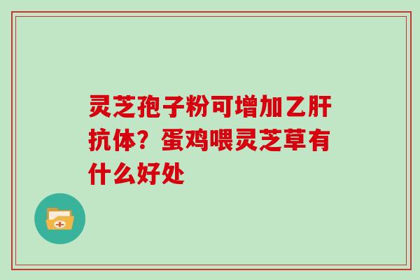 灵芝孢子粉可增加乙肝抗体？蛋鸡喂灵芝草有什么好处