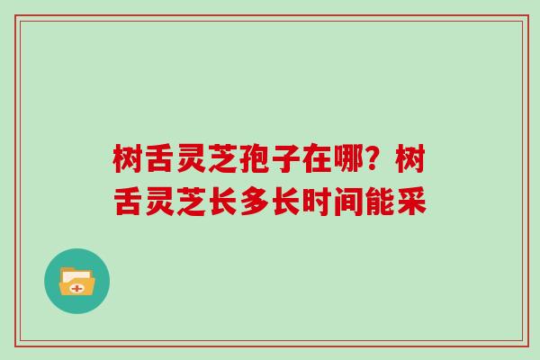 树舌灵芝孢子在哪？树舌灵芝长多长时间能采