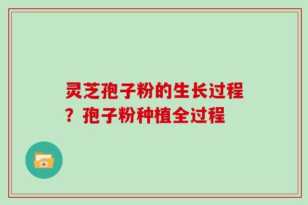 灵芝孢子粉的生长过程?孢子粉种植全过程
