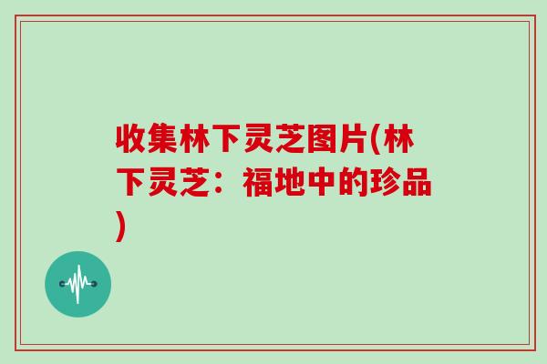 收集林下灵芝图片(林下灵芝:福地中的珍品)