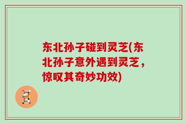 东北孙子碰到灵芝(东北孙子意外遇到灵芝,惊叹其奇妙功效)