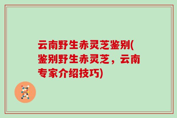 云南野生赤灵芝鉴别(鉴别野生赤灵芝,云南专家介绍技巧)