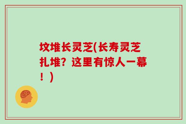 坟堆长灵芝(长寿灵芝扎堆?这里有惊人一幕!)