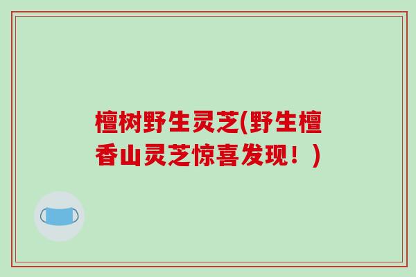 檀树野生灵芝(野生檀香山灵芝惊喜发现!)