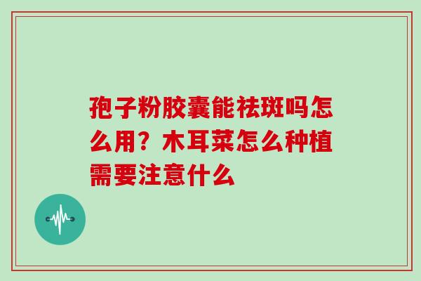 孢子粉胶囊能祛斑吗怎么用?木耳菜怎么种植需要注意什么