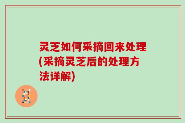 灵芝如何采摘回来处理(采摘灵芝后的处理方法详解)