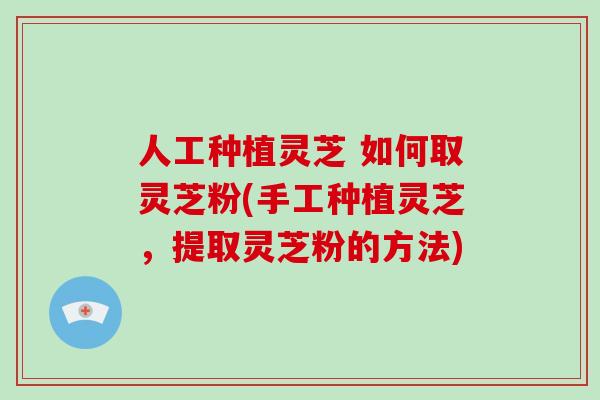 人工种植灵芝 如何取灵芝粉(手工种植灵芝,提取灵芝粉的方法)