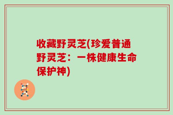 收藏野灵芝(珍爱普通野灵芝:一株健康生命保护神)