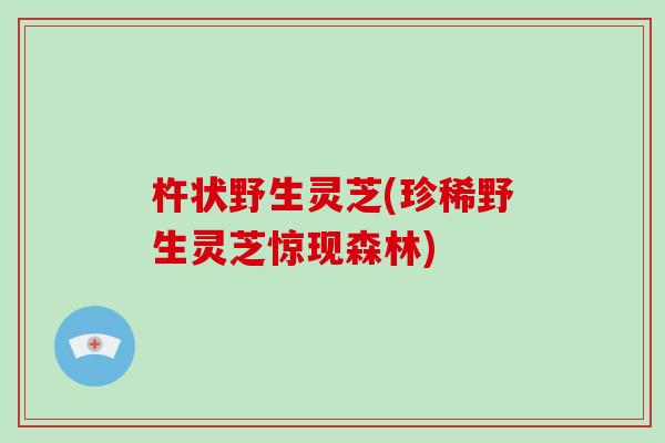 杵状野生灵芝(珍稀野生灵芝惊现森林)