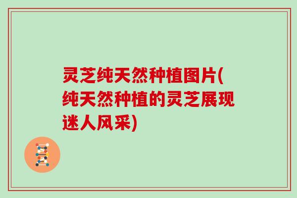 灵芝纯天然种植图片(纯天然种植的灵芝展现迷人风采)