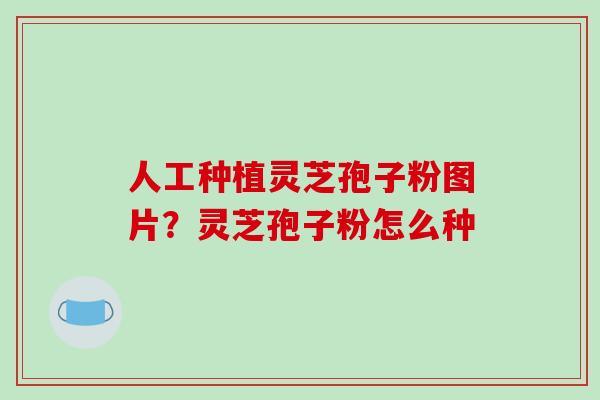 人工种植灵芝孢子粉图片?灵芝孢子粉怎么种