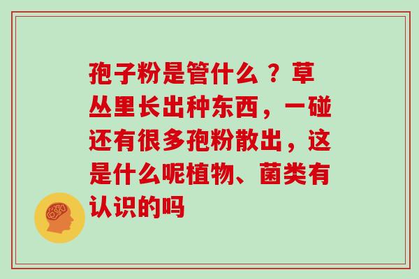 孢子粉是管什么 ?草丛里长出种东西,一碰还有很多孢粉散出,这是什么呢植物、菌类有认识的吗