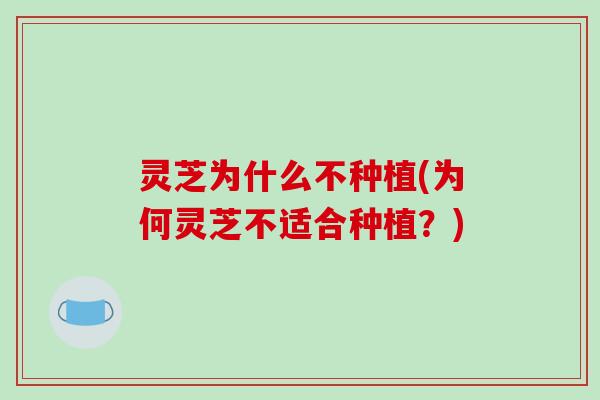 灵芝为什么不种植(为何灵芝不适合种植?)