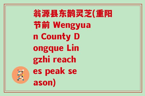 翁源县东鹊灵芝(重阳节前 Wengyuan County Dongque Lingzhi reaches peak season)