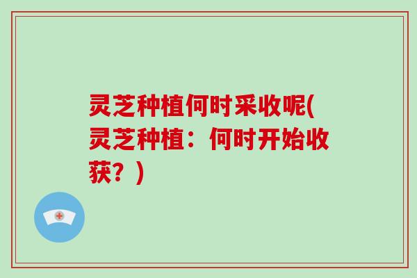 灵芝种植何时采收呢(灵芝种植:何时开始收获?)
