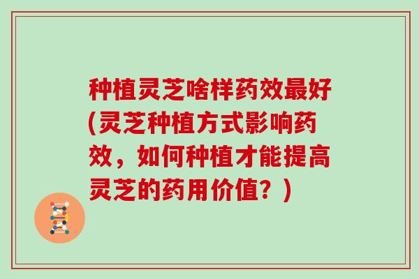 种植灵芝啥样药效最好(灵芝种植方式影响药效,如何种植才能提高灵芝的药用价值?)